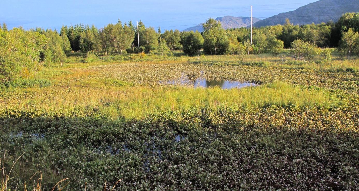 Figur 35. Kråkåsmyra fra nordvest mot veien. Foto 17.8.2014. Kråkåsmyra er et nesten helt gjenvokst tjern som er helt dominert av bukkeblad (Menyanthes trifoliata).