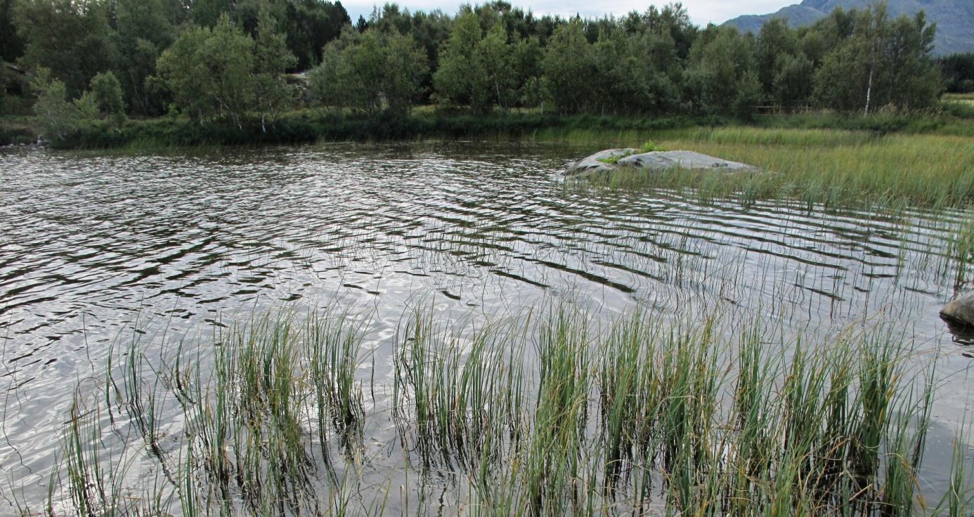 Figur 38. Holmvatnet, sørenden. Foto 18.8.2014 I sørenden (figur 38) er det relativt mye vegetasjon på grunne steder på sandbunn.