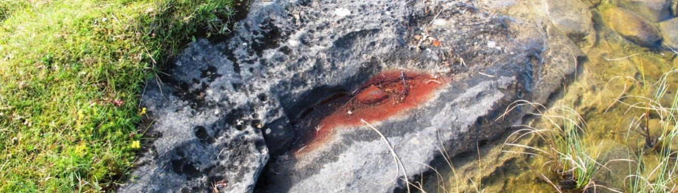 marmorfjellet her er det små røde vannpytter flere steder, noe som skyldes algen Haematococcus pluviales (figur 49). Figur 49. Pytt med Haematococcus pluviales. Foto 19.8.2014.