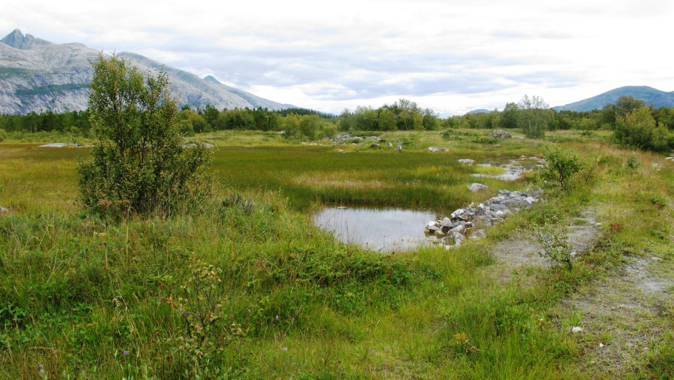 Vurdering og verdisetting Naturtype og vegetasjonstype: Storvatnet er en kalksjø (E07 (EN)) med spredte kolonier med bustkrans og dette er en del av den truede vegetasjonstypen P5b: Bustkrans