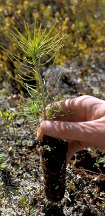 Med et totalt areal på 27,5 millioner dekar strekker landets tredje største fylke seg over tre breddegrader. Høydeforskjellen går fra 123 moh. ved Mjøsa til 2 178 moh. ved Rondslottet.