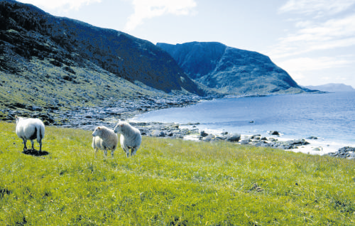 Dei fleste kommunar i Møre og Romsdal har nå vedtatt vernskoggrenser og reglar for stell av vernskogen.