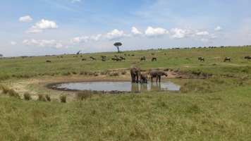 meg safari og alle de afrikanske dyrene. Strand og hav får jeg seinere. Så da tok jeg turen til Masai Mara nasjonalpark.