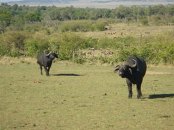 Da kommer de tilbake til Masai Mara på sommerferie for å pare seg På campen her fikk jeg for øvrig endelig tilgang til kaffe igjen også. Lenge etterlengtet, trudde jeg i alle fall.