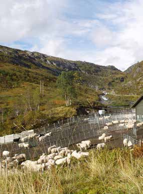 Lønsamt med samarbeid i lammering Ein lammering består av ei gruppe produsentar som samarbeider om innmelding og levering av sau og lam til Nortura gjennom ein lammeringleiar.