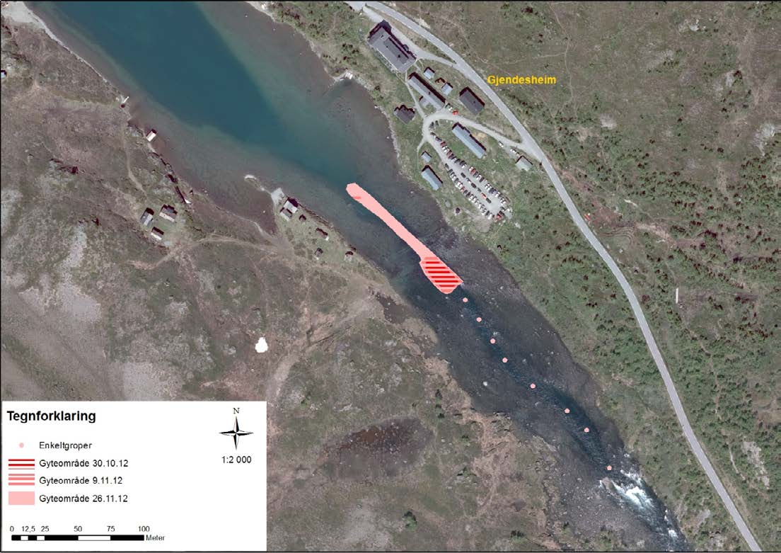 Figur 5. Oversikt over utbredelse av gyteområdet til ørret på tre ulike datoer. 4.2 Gjendeflue Den 12.8.2012 ble det gjort en befaring i Gjendeosen for å vurdere forekomsten av Gjendefluelarver.