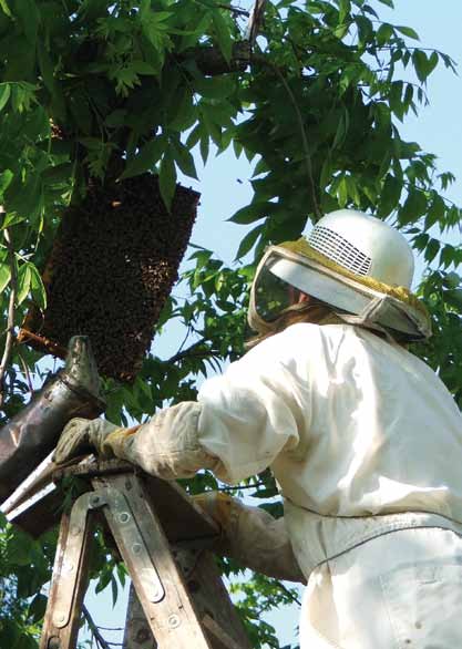 -en trist liten historie I India, ved Punjab-universitetet, er det nylig publisert en studie der man har sett på bier og bikuber i forhold til mobilstråling og effekten av denne.