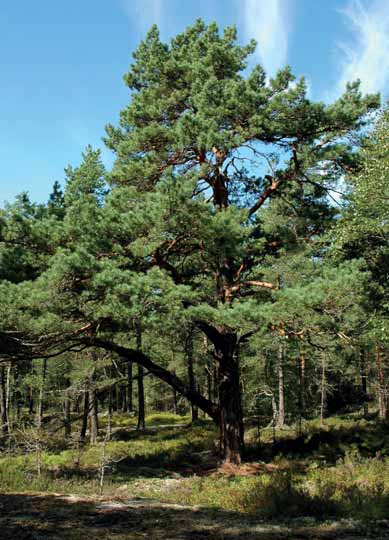 Eventyrskoger i Follo av Helen Svensson Kulturlandskapet omkranser små og store skogsområder. Der terrenget er flatt er den naturlige skogen mange steder forvandlet til en treåker*.