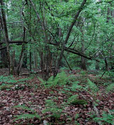 gadd eller læger), og rikt lyng- og busksjikt. Variasjon og mangfold. Våre sanser tiltrekkes av kontraster i skogen og langs stien vi går på.