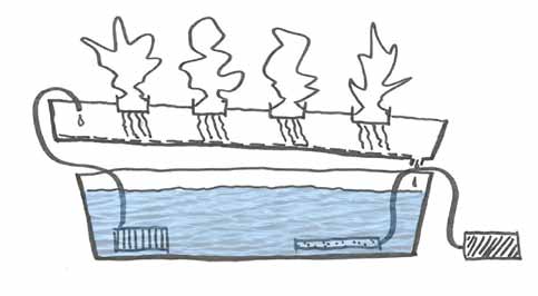 i vekstbrettet, strømmer over plantenes røtter og så tilbake til vannlageret. En absorberende matte i bunnen av vekstbrettet sørger for jevn fordeling av vannet.