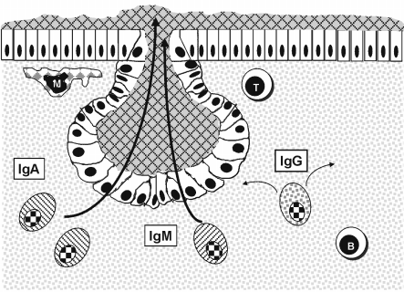 Figur 3. Mens antistoff av IgG-typen holder seg innenfor slimcellelaget, vil både IgA og IgM bli pumpet aktivt ut av slimhinnen via epitelcellene og binde seg til slimet.