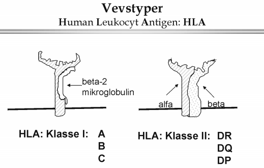 Vevstypemolekylet: Human Leukocyt Antigen, HLA En rekke sykdommer viser assosiasjon med individets vevstype.