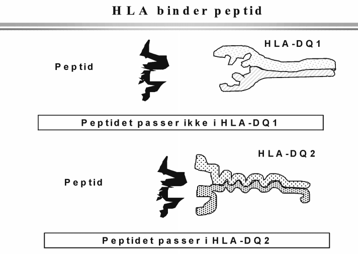 Figur 5. HLA binder proteinfragmenter. Formen på de ulike vestypemolekylene (HLA) er ulik og de binder ulike proteinfragmenter. Den cøliaki-assosierte vevstypen HLA-DQ2 har f. eks.