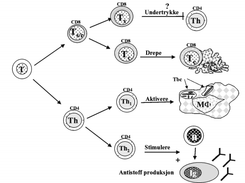 T-lymfocytter Det er T-lymfocyttene som hovedsakelig styrer immunreaksjoner. De bestemmer om vi skal reagere og om hvordan vi skal reagere.