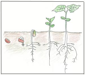 Nabovarsel Et annet fenomen som kan redusere spiring ute i naturen er allelopati. Er plantebestanden svært tett kan det skilles ut stoffer som signaliserer til frøene at de ikke skal spire.