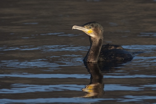 Kartgrunnlag Statens Kartverk Storskarv Storskarver er en vannlevende fugler Storskarv på vannet som dykker etter fisk og krepsdyr på 3-30 m dyp (Bustnes et al. 1997).