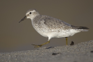 Polarsnipe Polarsnipe er en art som bruker Listastrendene til Polarsnipe rasting og matsøk under vår- og høsttrekket.