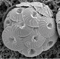 I poseeksperimentet vårt ble kalkproduksjonen til coccolithoforidene der det var høy konsentrasjon av nærmest redusert til det halve i forhold til der det var lavt -innhold!