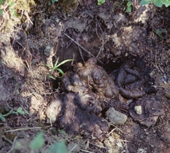 Spor og sportegn av mårhund Latriner: Mårhunden bruker faste latriner som ligger oppe på bakken.