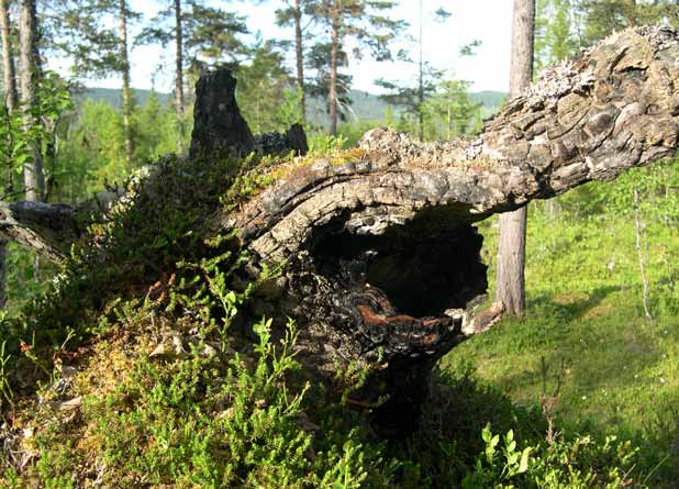 Skogsbeiter ble brent for å