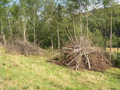 Kvisthauger må fjernes