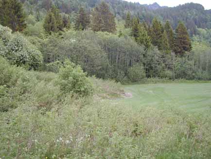 Skogsbryn Viktige overgangssoner mellom grasmark/ åker og skog Bestod