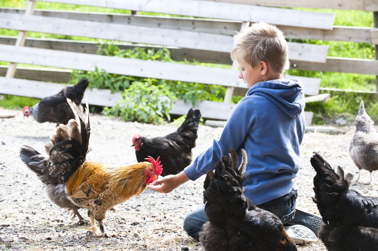 Gården kan brukes som en pedagogisk ressurs der barn får kunnskap om landbruk.