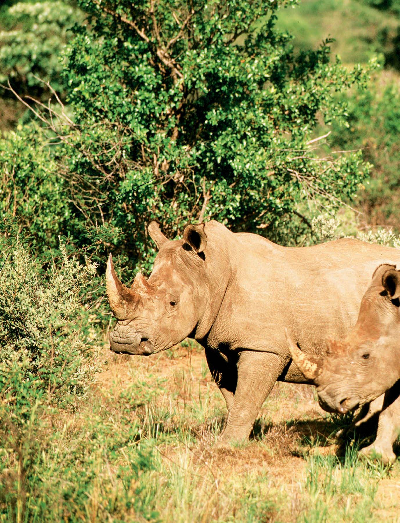 Reise: Safari i Sør-Afrika Ditt Afrika Skal du