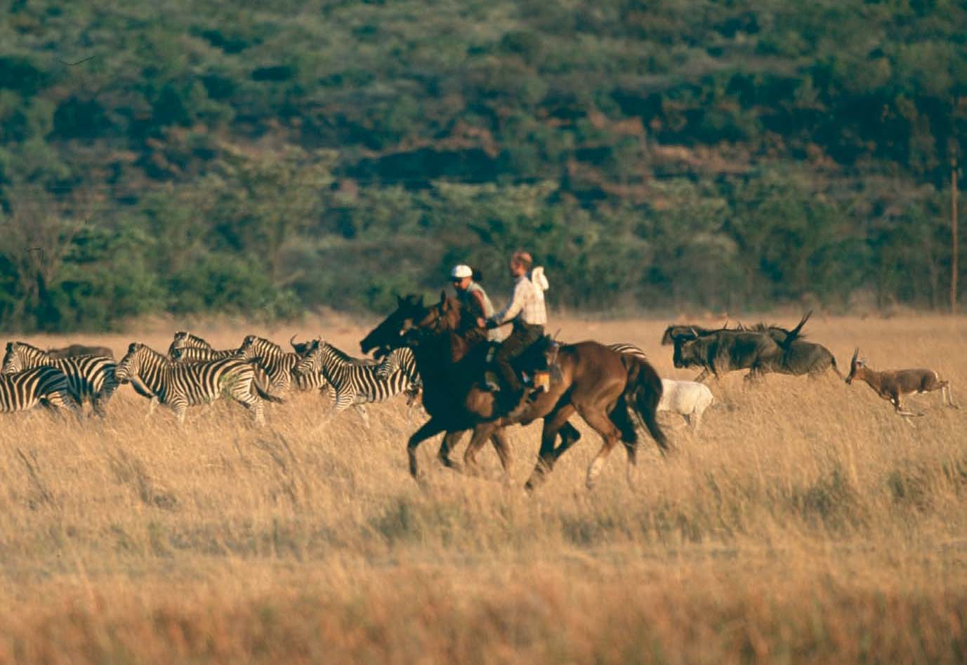 En helt vanlig dag på jobben. Guidene Kobus og Saskia tar deg med ut i bushen på hesteryggen. Å møte sebra, gnu og antilope er hverdagskost. Y You put her on a horse, and she smiles.
