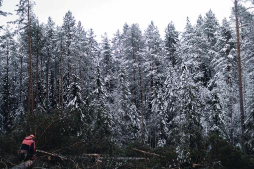 [ARBEIDSPLASS: SKOG] Tekst OG FOTO: MARTIN GUTTORMSEN SLØRDAL Hvor står det siste treet? Tony håper at kroppen holder til et langt liv i skogen. Hvile: I brakka har karene sin faste plass.