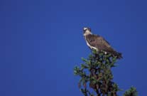 Foto: Arnodd Håpnes Naturarven - en del av vår identitet Vi har en del flotte stavkirker rundt i Norge. Er det ikke nok å verne ei, for eksempel Borgund stavkirke i Lærdal, så kan de andre råtne ned?