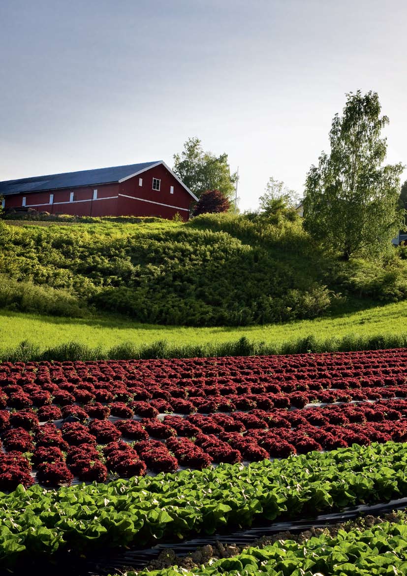 FRISKERE FÅR DU DET IKKE! Fra Hørte gård i Sylling til salatfabrikken i Lier tar det 20 minutter.