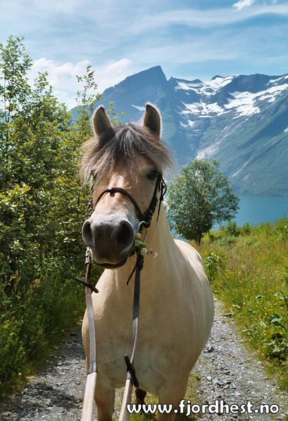 Samanheng med ABM-prosjektet Prøvefylke for nettbasert kulturformidling Sogn og Fjordane er utpeika som prøvefylke, og skal arbeide med nettbasert kulturformidling.