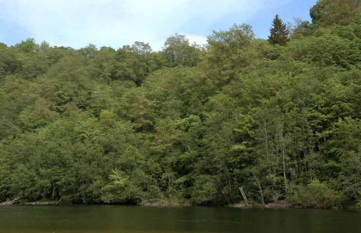 Større innslag av hegg, selje og vier samt grupper av almetrær og enkelt trær av bjørk, osp, lønn og gran bidrar til den meget frodige ravineskogen.