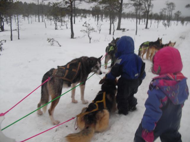 14 Kvam barnehage på hundesledetur Bygdekontakten ønsker bidrag fra barnehagene og skolen.