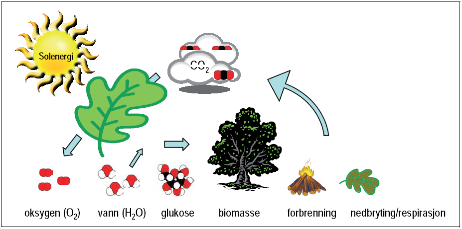 3 Grunnlag for kartlegging av biologiske systemer 3.1 Karbon og nitrogen balanse Karbon er grunnleggende i alt organisk materiale.