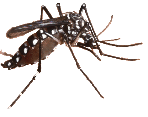 Denguefeber Skyldes denguevirus (arbovirus) Fire serotyper (DEN-1,.