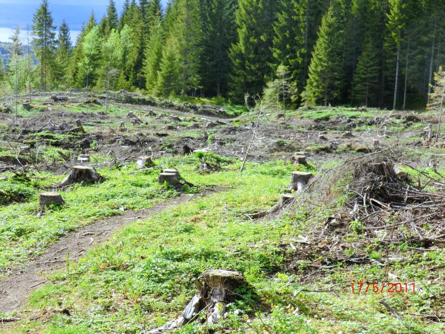 Sluttrapport Arbeidsgruppen for Økt avvirkning i Nord-Trøndelag Skogbruket og skogindustrien er viktig med hensyn på verdiskaping og sysselsetting for Nord-Trøndelag.