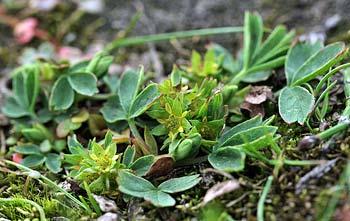 Figur 5. Fra øverst: trefingerurt og kantlyng. Alle foto: www.svalbardflora.net Bockfjorden har en meget spesiell geologisk historie i Svalbardsammenheng, og er en unik botanisk lokalitet.