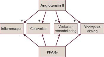 Andre fordeler av PPAR-agonister Det er funnet flere potensielle positive effekter av PPAR-agonister hos pasienter med diabetes, i tillegg til deres effekt på insulinsensitiviteten og