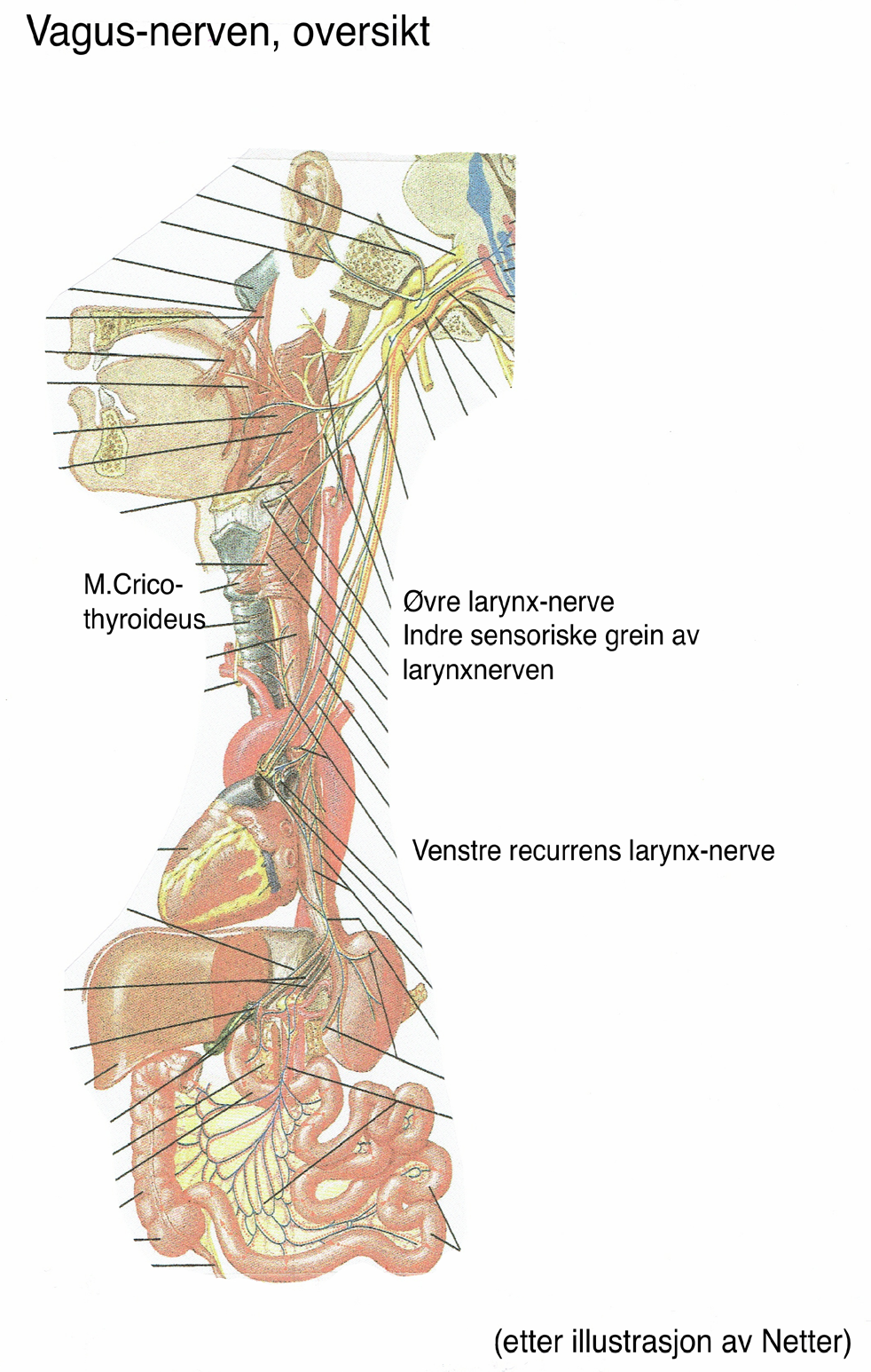 V I strekket i luftsrøret (trachea) styres hovedsakelig av diafragmas spenningsnivå.