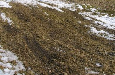 På oppsida av husa der den mest verdifulle og sårbare vegetasjonen er, vart det laga ein traktorveg tidleg om våren for å unngå skadar på vegetasjonen i området der forsøket var (figur 18).