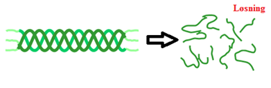 Innledning 1.5.2. Gelatin Gelatin produseres ved hjelp av partiell hydrolyse av kollagen. Figur 1.9 viser hvordan kollagenets trippelheliks denatureres og danner gelatin (Babel, 1996). Figur 1.9: Denaturering av kollagenets trippelheliks til gelatinløsning (Nittagelatinindialimited, 2011).