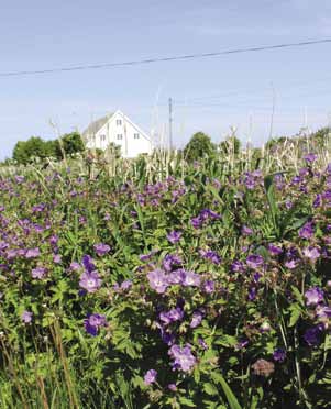 Bankens lokaler i Sandeid. 12. VIRKSOMHETSSTYRING Norsk Anbefaling for Eierstyring og Selskapsledelse danner grunnlaget for virksomhetsstyringen i Haugesund Sparebank.