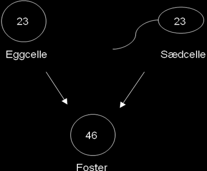 GENETIKK ARVELIGHET VED TUBERØS SKLEROSE Litt om DNA livets kokebok Nesten alle cellene i menneskekroppen inneholder en kjerne der arvestoffet, eller DNA, finnes.