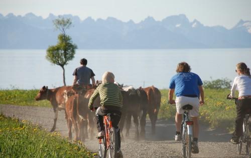 Figurer: Utdanningsnivå Nord-Salten-kommunene 2008,