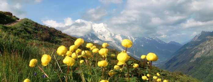 Opptur i Alpene Dette er den ultimate fjellturen for de som liker fordige daler med blomster i alle slags farger, morenerygger, brefall, spisse tinder godt over 4000m, fantastisk utsikt og lange