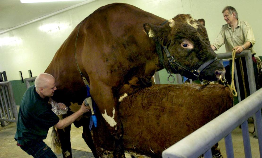 SpermVital i dag 9 Benyttes på NRF kyr i Norge, Italia, England, Polen, Tyskland med gode resultater. Pågående feltforsøk på Holstein kyr i Italia og Brown Swiss i Sveits.