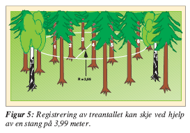 Treslag med stor høydevekst i ungdomsfasen, som bjørk, osp og or, krever avstand til fremtidsstammer av bartrær.