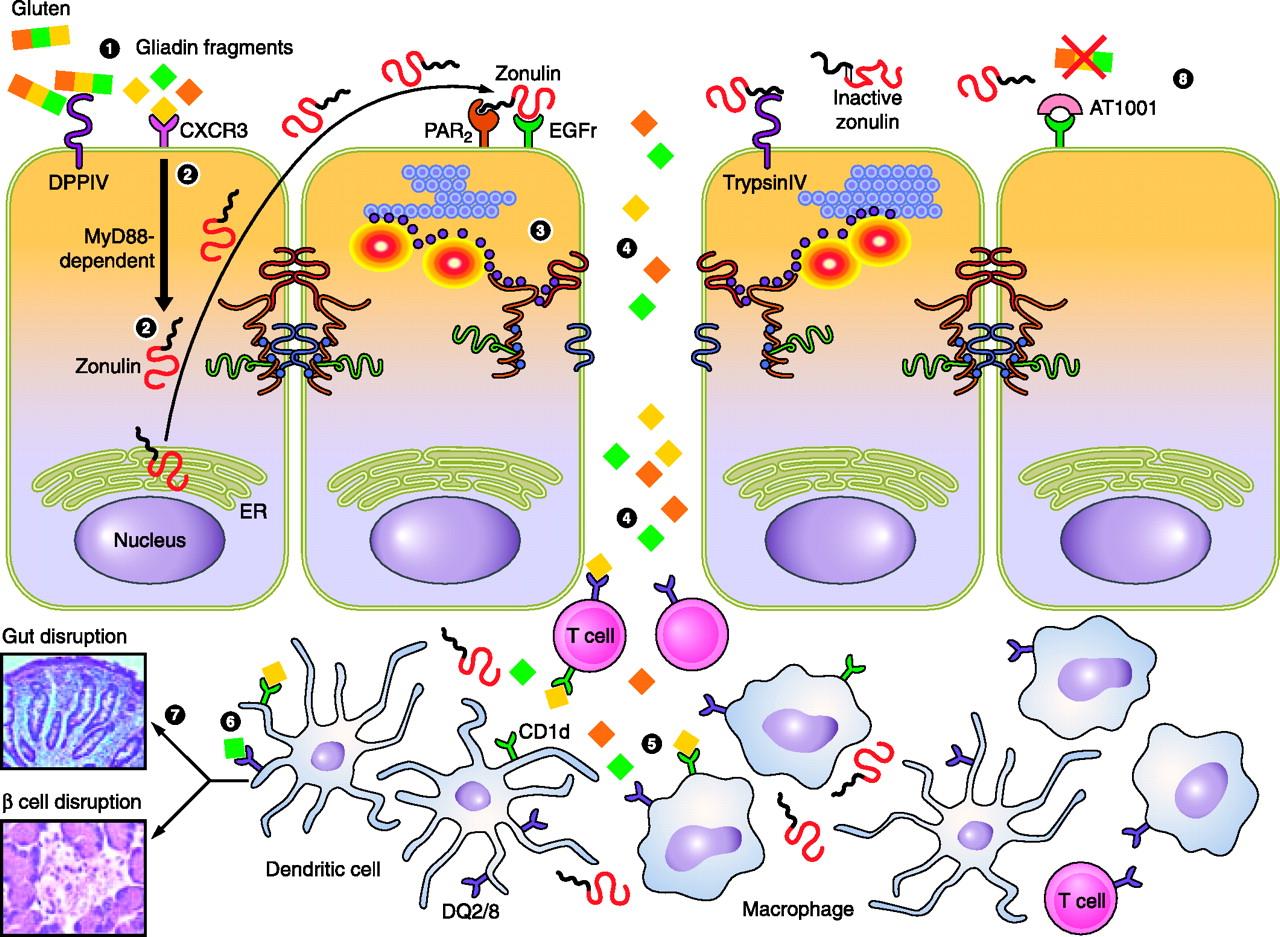 Mechanisms of gliadin-induced zonulin release, increased intestinal permeability, and onset